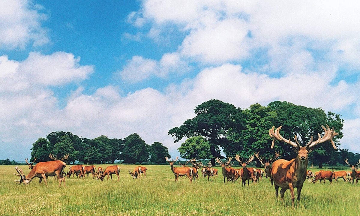 Thorpe Market Cottage | Deer Park Cottage - E2754