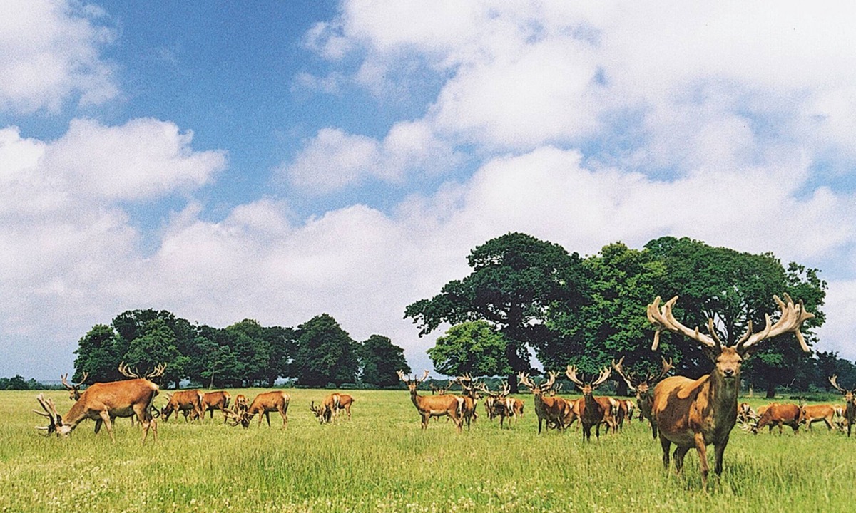 Thorpe Market Cottage | Deer Park Lookout - E3928