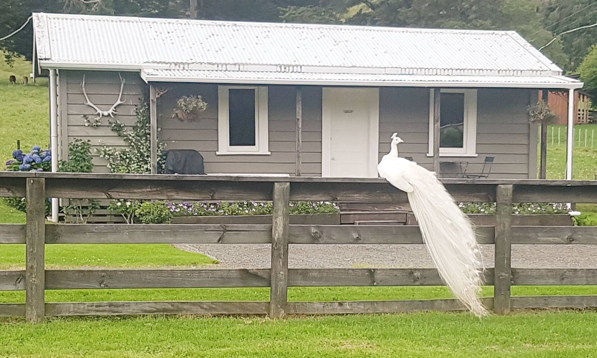 Coromandel Forest Park Cottage | Devcich Historic Farmstead - Cottage