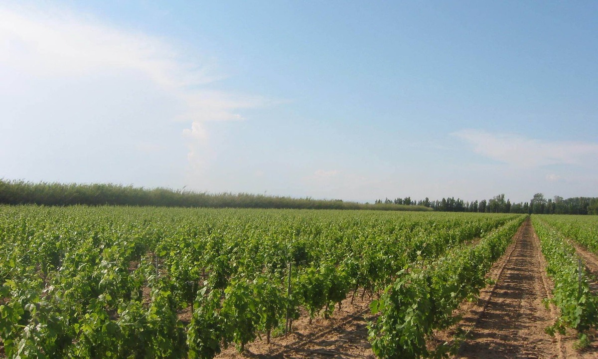 Vendres Villa | Domaine La Yole Wine Resort