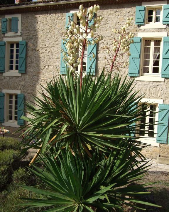 Ladern-sur-Lauquet House | Domaine Saint Andrieu