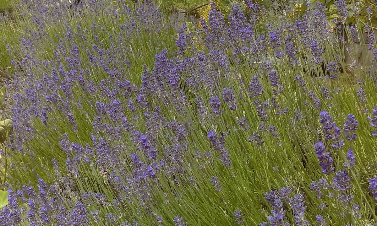 Douville Bed & Breakfast | Douvilla