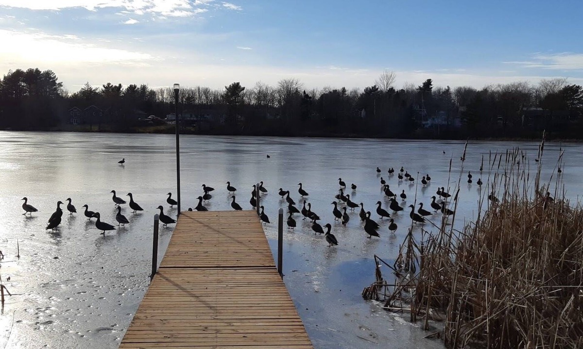 Beaver Bank House | Duck Chalet
