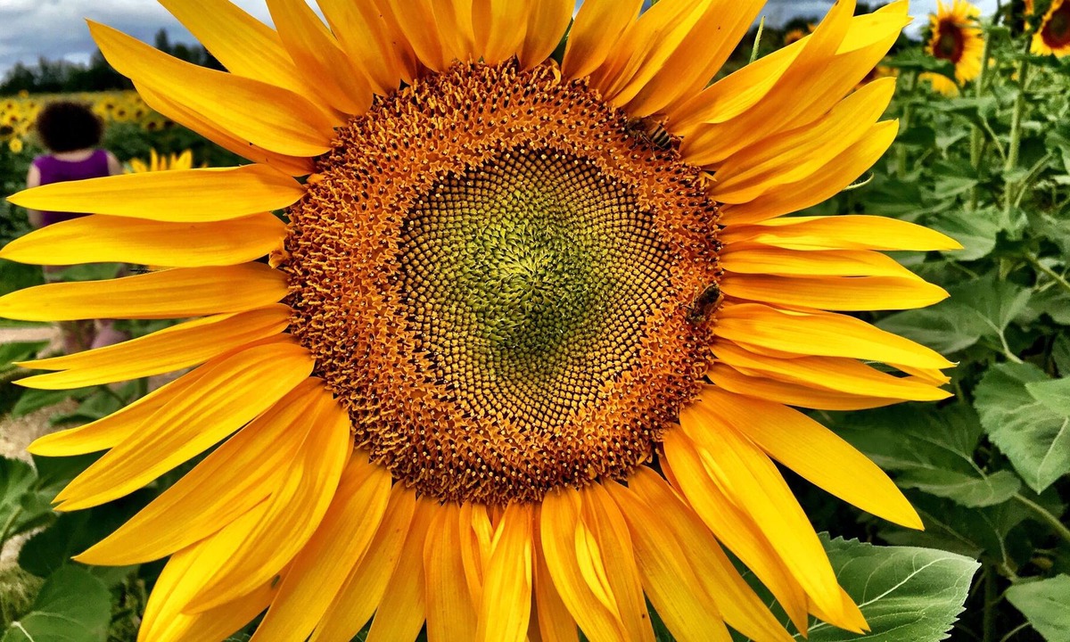 Meauzac House | ecologite Fleur de sureau à la campagne