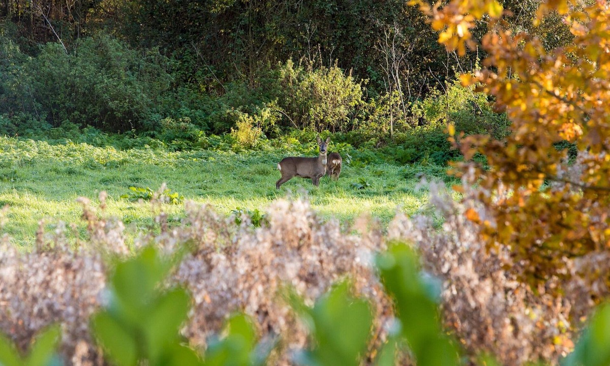 Dilton Marsh Ski Chalet | Eider- Floating Lodge with Hot Tub