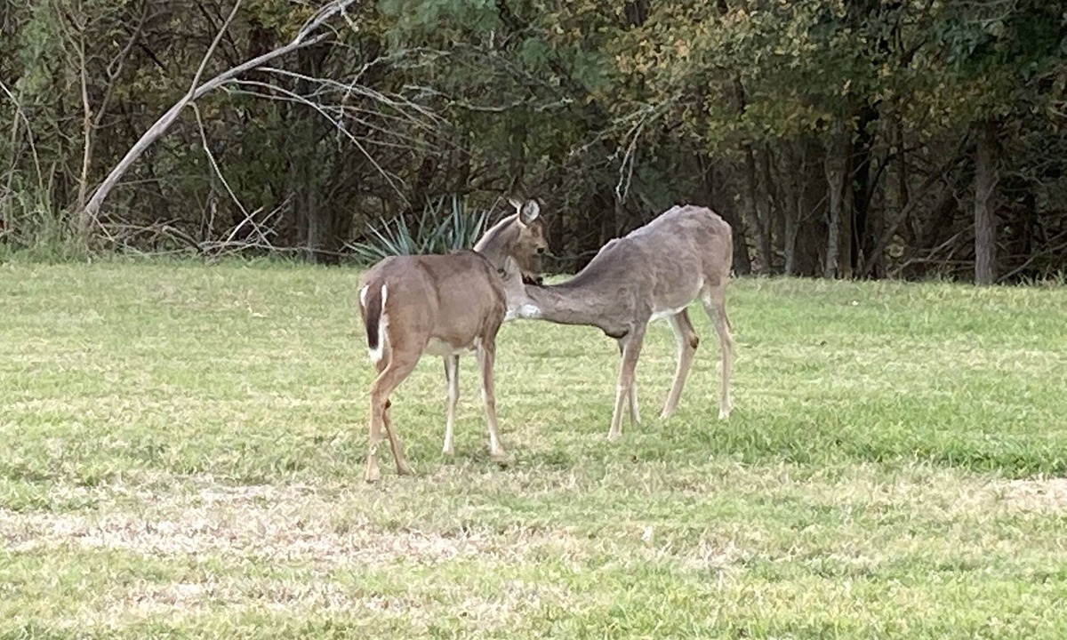 Salado Condo | En-Deer-ing Pet friendly Retreat 🐕
