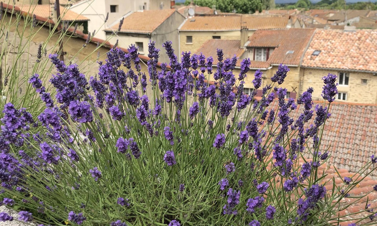 Courthezon House | Entre vignes et dentelles