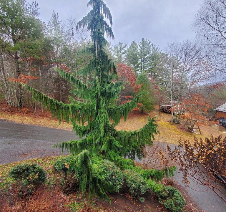 Fleetwood House | Evergreen Retreat