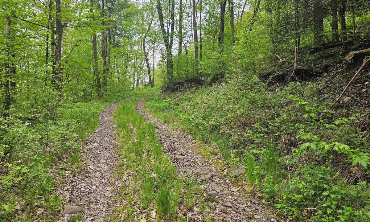Delancey RV Rental | Family and pet friendly campsite.nCamp by a brook in a serene mountain setting
