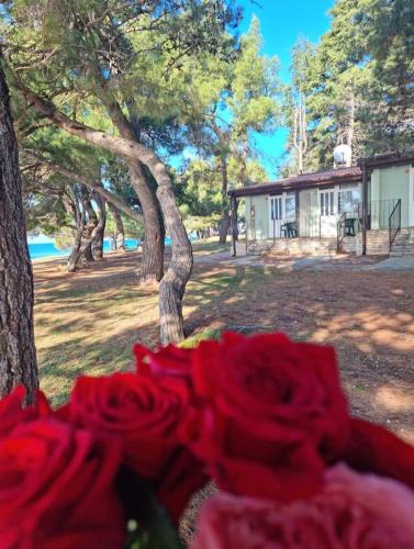 Novigrad Resort | Family Bungalow Pineta