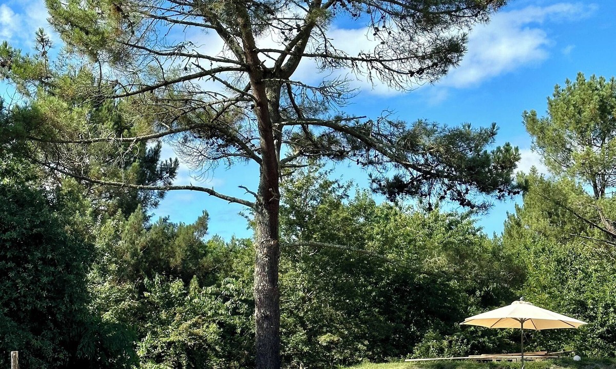 Onesse-et-Laharie Bed & Breakfast | Family suite sage