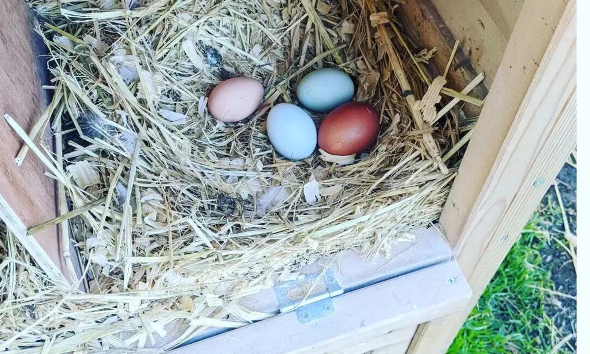 Hollister House | Farm Stay🐮 🐥 🐐 🥚