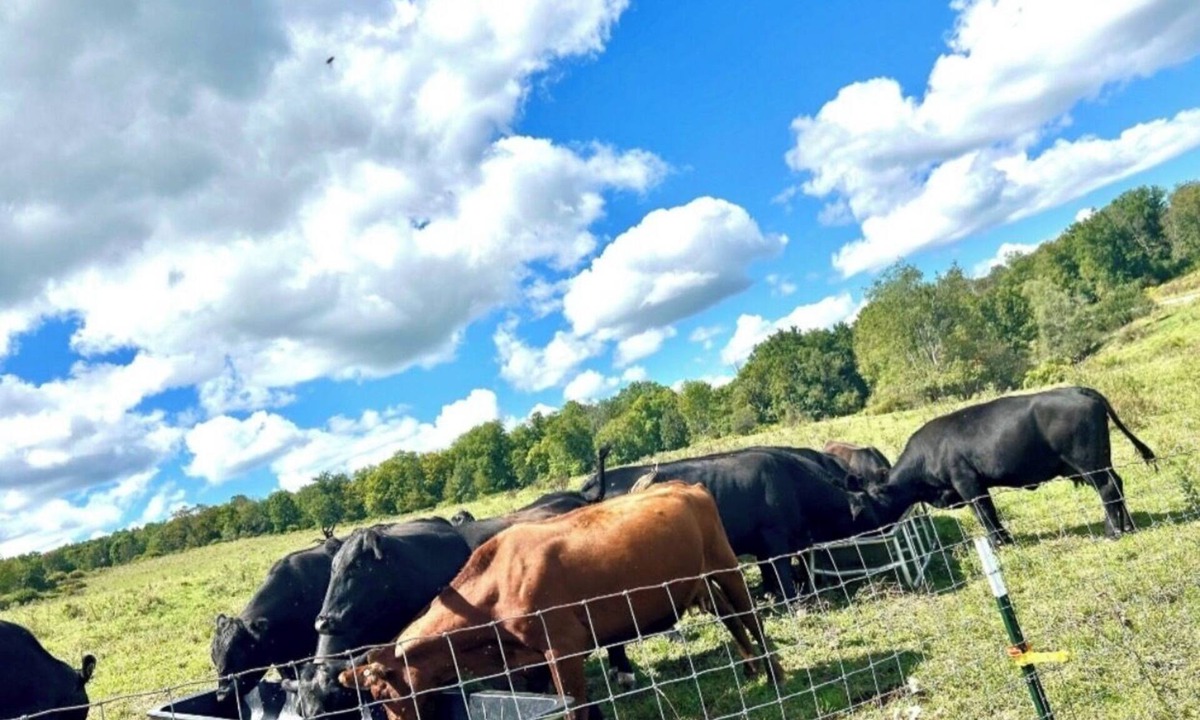Otego Other | Farmhouse Stay w/Deck, Pond, Cows & Country Views