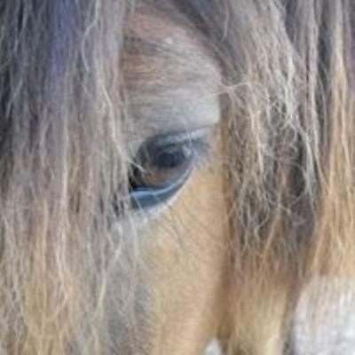 Penol Other | Ferme équestre Les Chevaliers