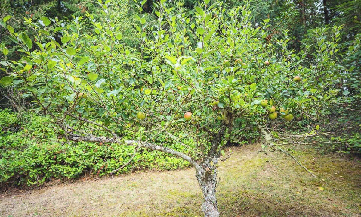 Adelma Beach House | Fern House Rustic Modern Hiking Base Sequim