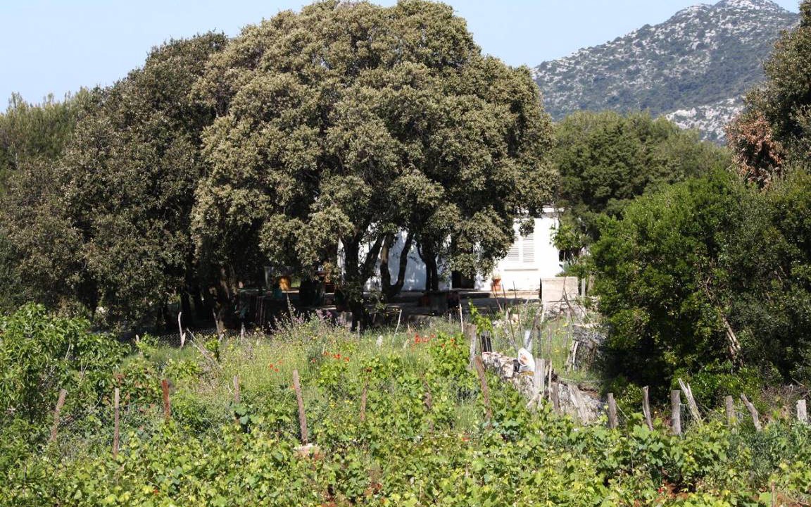 Kobas Apartment | Four bedroom apartment with terrace Cove Blaca, Mljet (A-615-a)