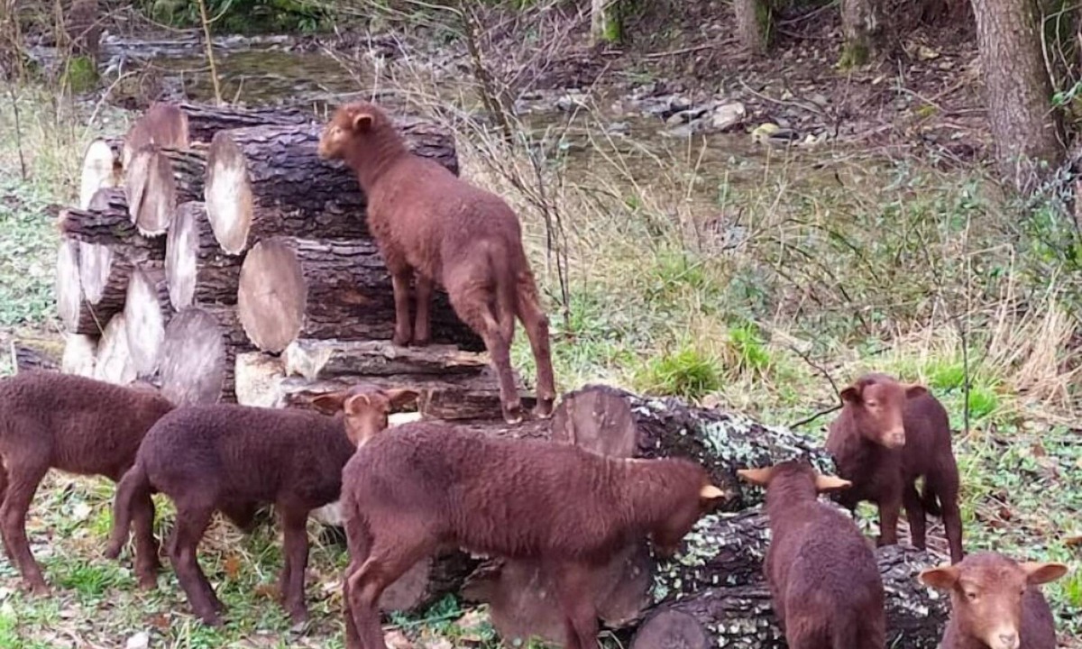 Cros House | Gîte Cévennes: Piscine, Lamas, Rivière