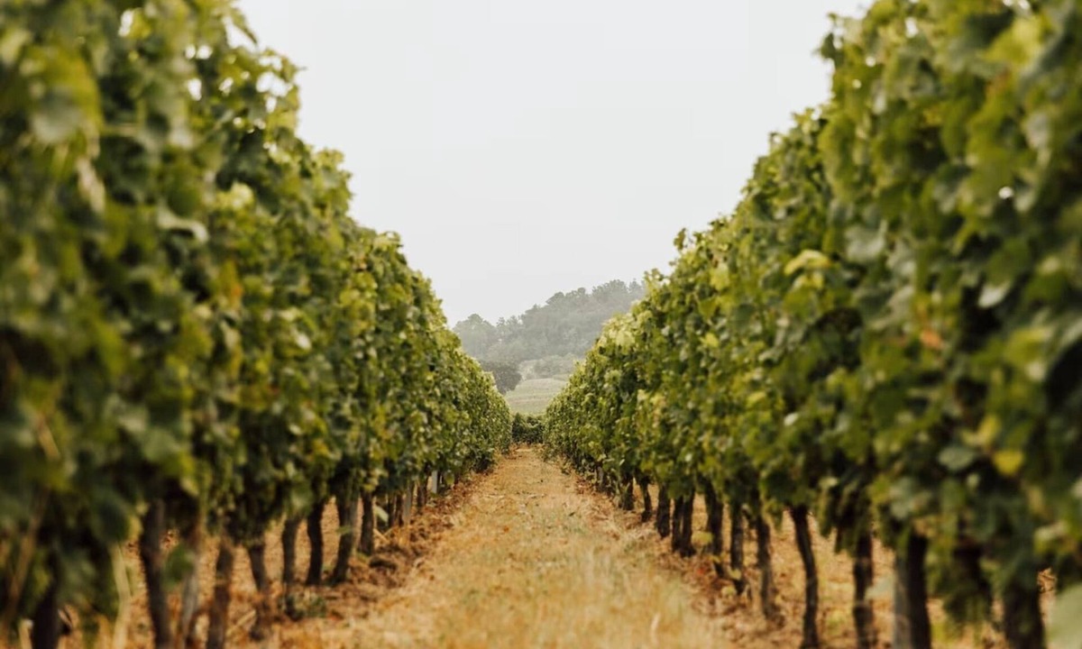 Robins Bay Cottage | Gîte Château Le Conte - Saint Emilion