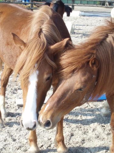Croissy-Beaubourg Apartment | Gîte du manège - Domainepona