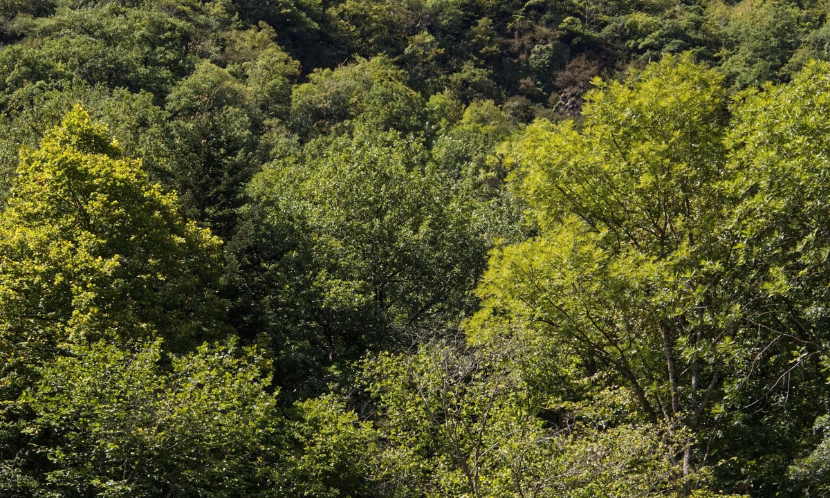 Cadeac House | Gîte La Lisière