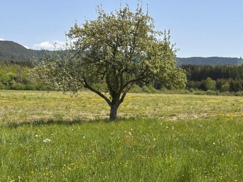 Brouvelieures House | Gîte Le Milpa