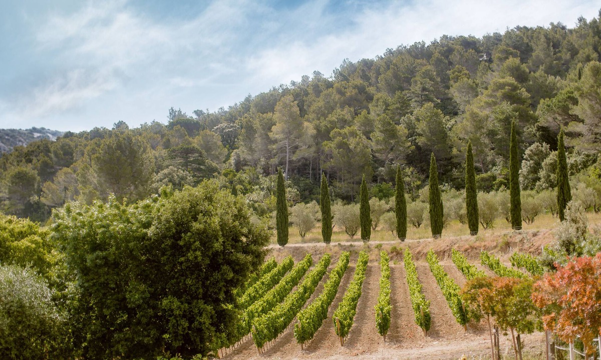 Villeseque-des-Corbieres House | Gîte Maison des Vendangeurs