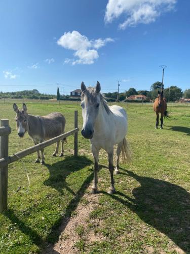 Eu House | gite l'etoile de mer
