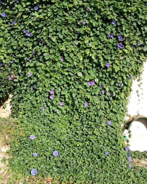 Laurens Apartment | GITE VOLUBILIS BLEU