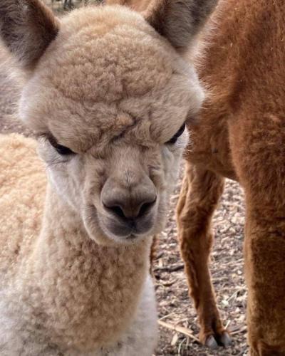 Cromer House | Gundaroo Retreat