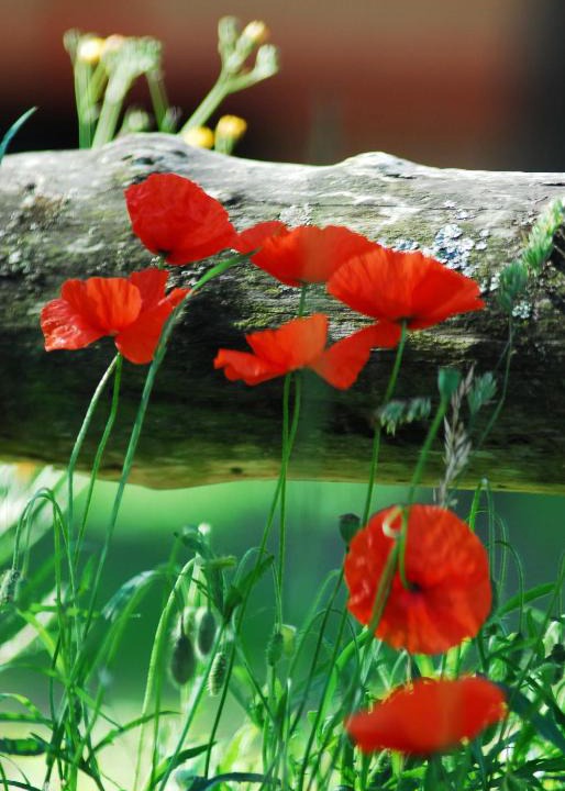 Longue-Jumelles Bed & Breakfast | Gypsy Nature B&B