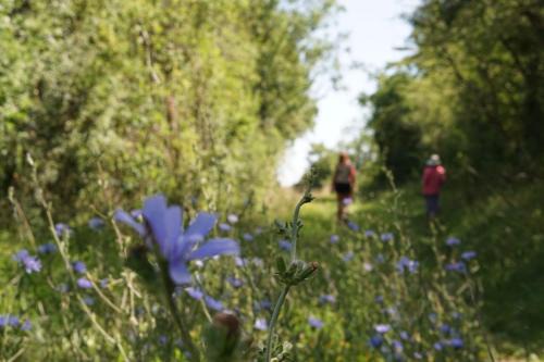 Bellenaves Other | Hôtel plein air Camping- Privatisation possible