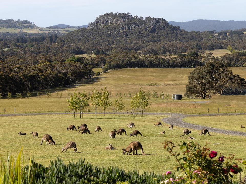 Woodend Bed & Breakfast | Hanging Rock Views