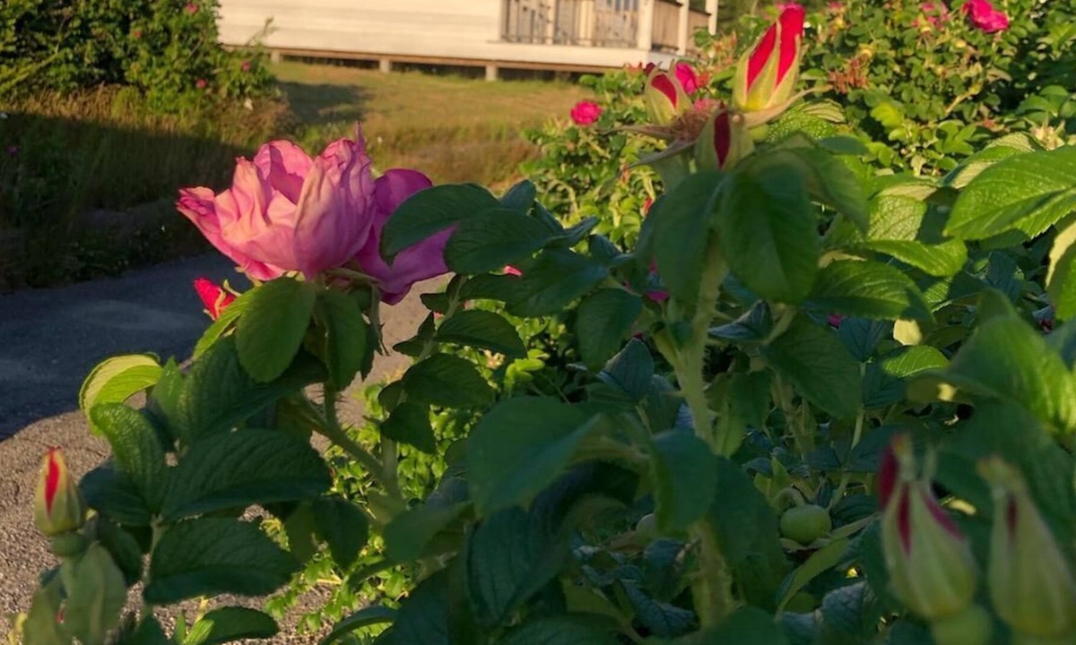 South Addison House | Harbor House