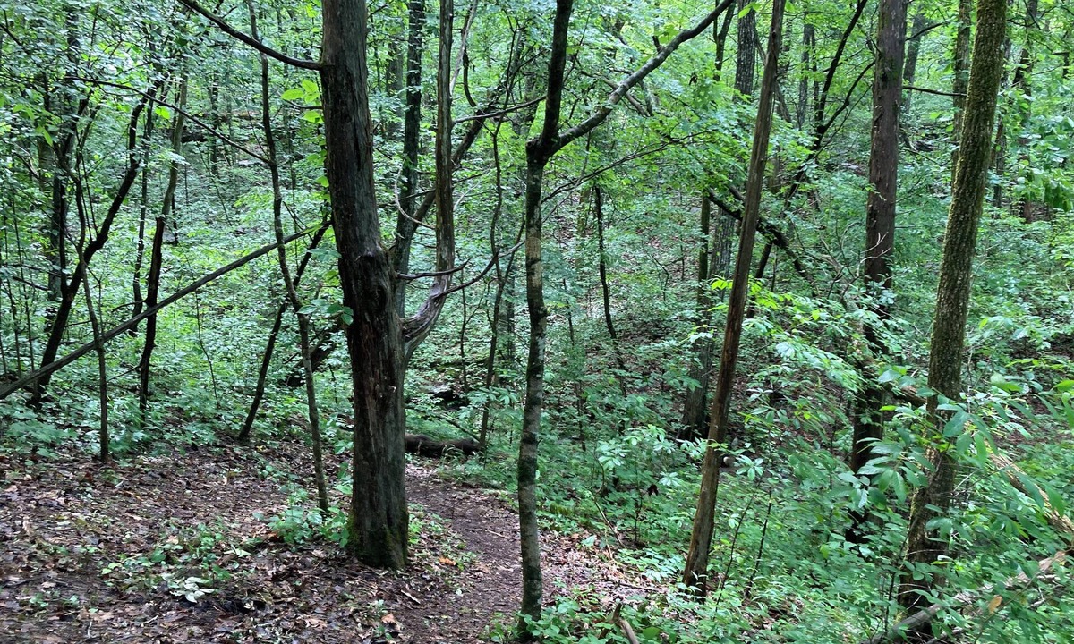 Kimball RV Rental | Hidden forest campground in South Pittsburg