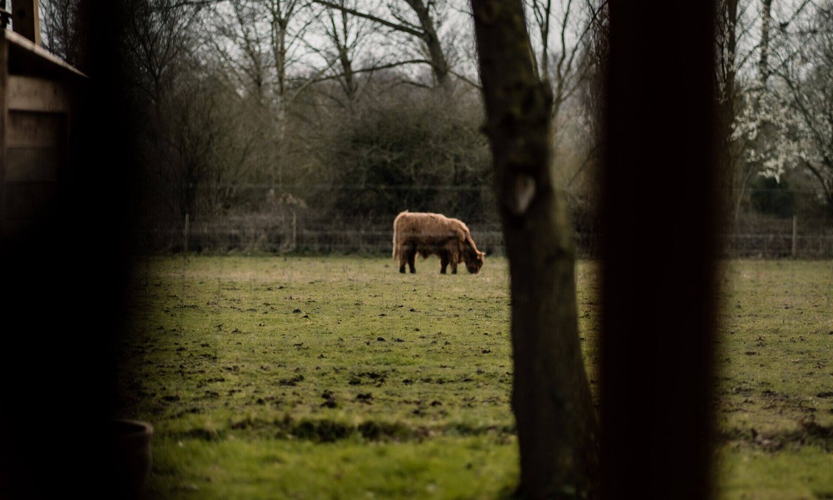 Woodham Ferrers Cabin | Hideaway 1 - Rural Cabin