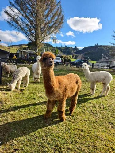 Ngongotaha Resort | Hideaway of Rotorua