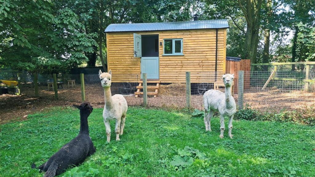 Littleport Other | Horsley Hale Farm Glamping