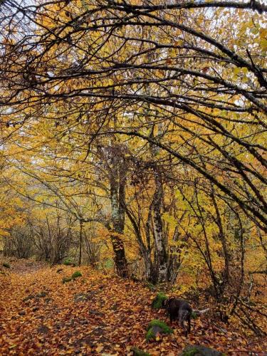La Celle-sous-Gouzon Apartment | Hotel d Amboise