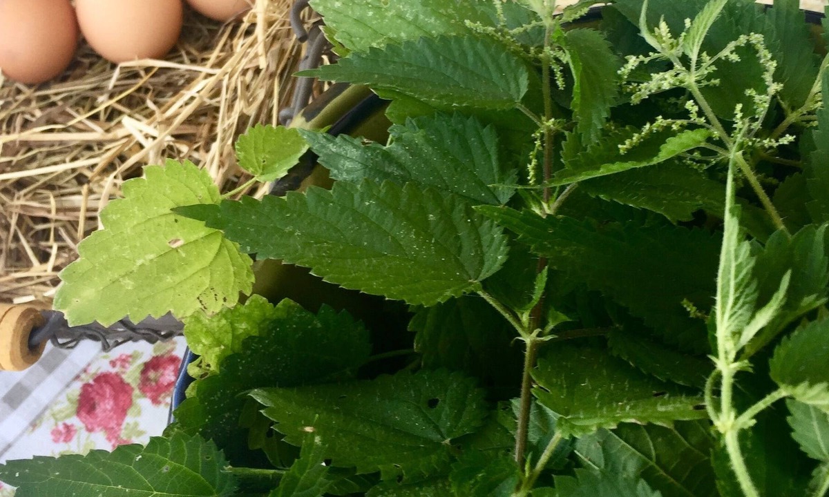 Vif Hotel | Hotel-unknown in Vif