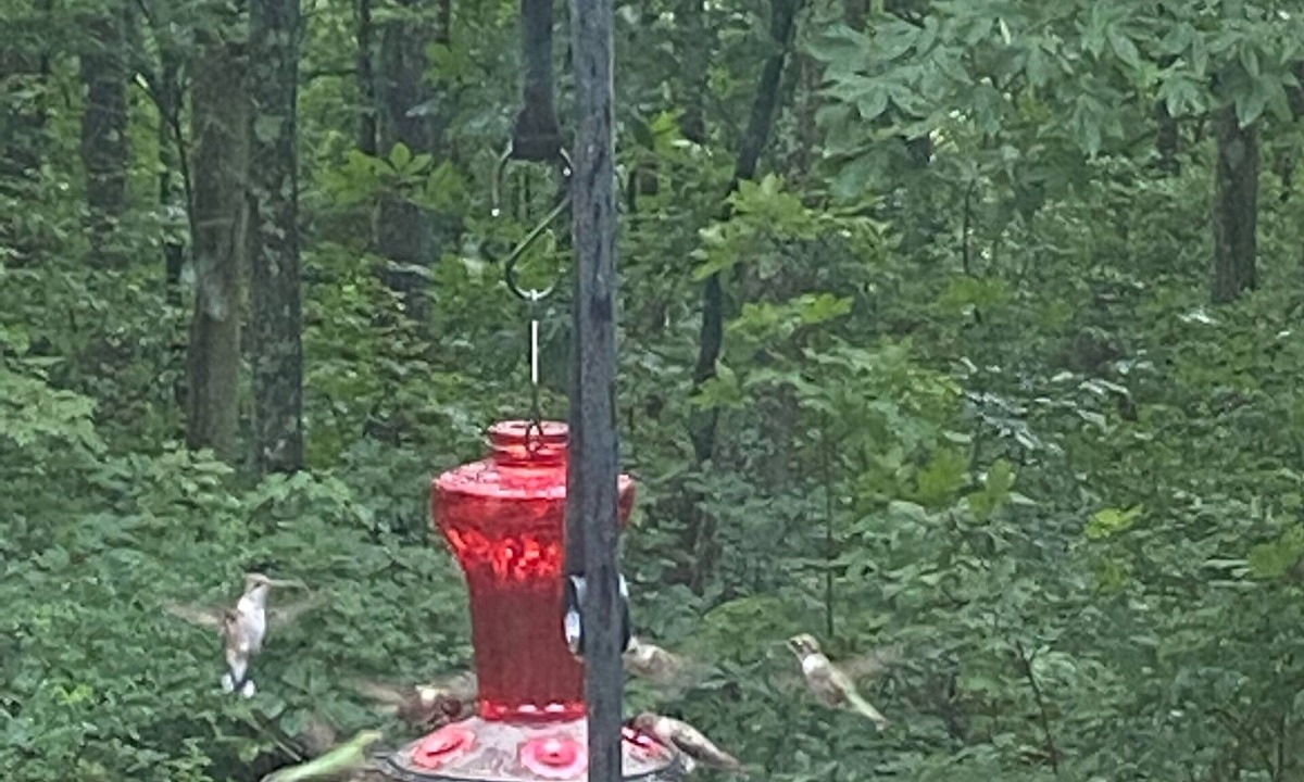 Ozone Cottage | Hummingbird Hideaway