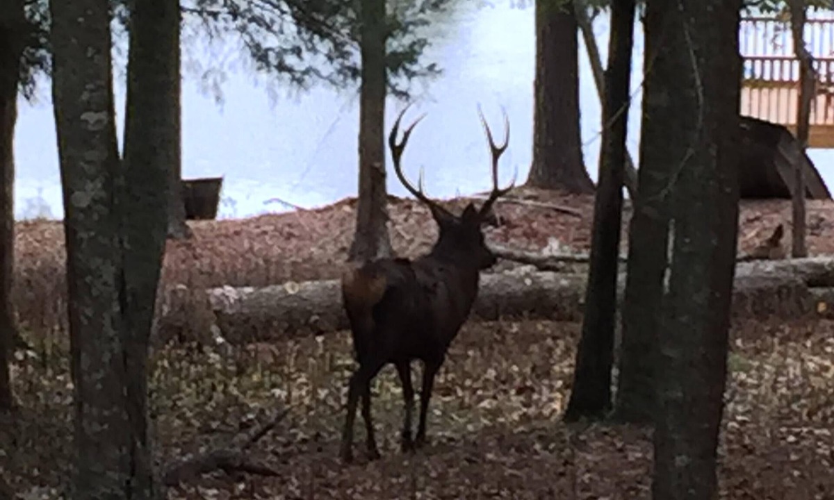 Woden Cabin | Hunter Style Lodge located on a bass Mecca lake with country views.