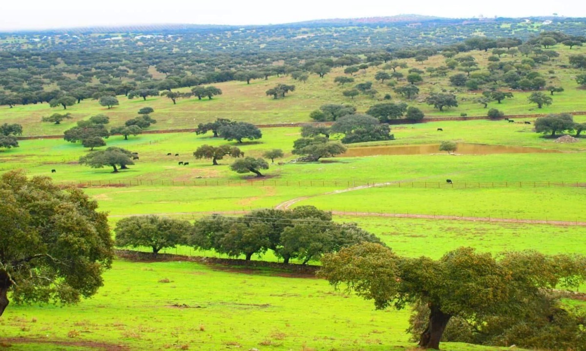 Casas del Monte House | Ideal refuge in Extremadura comfort and nature