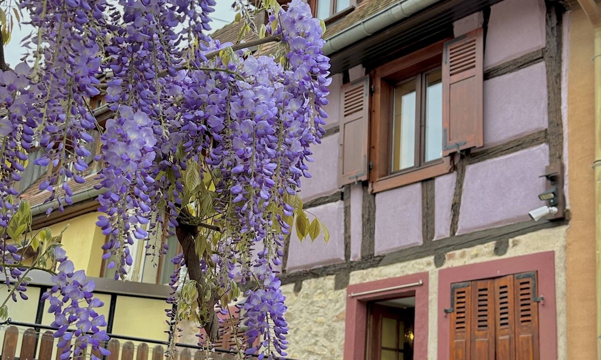 Eguisheim House | IdeAlsace - House 6 beds