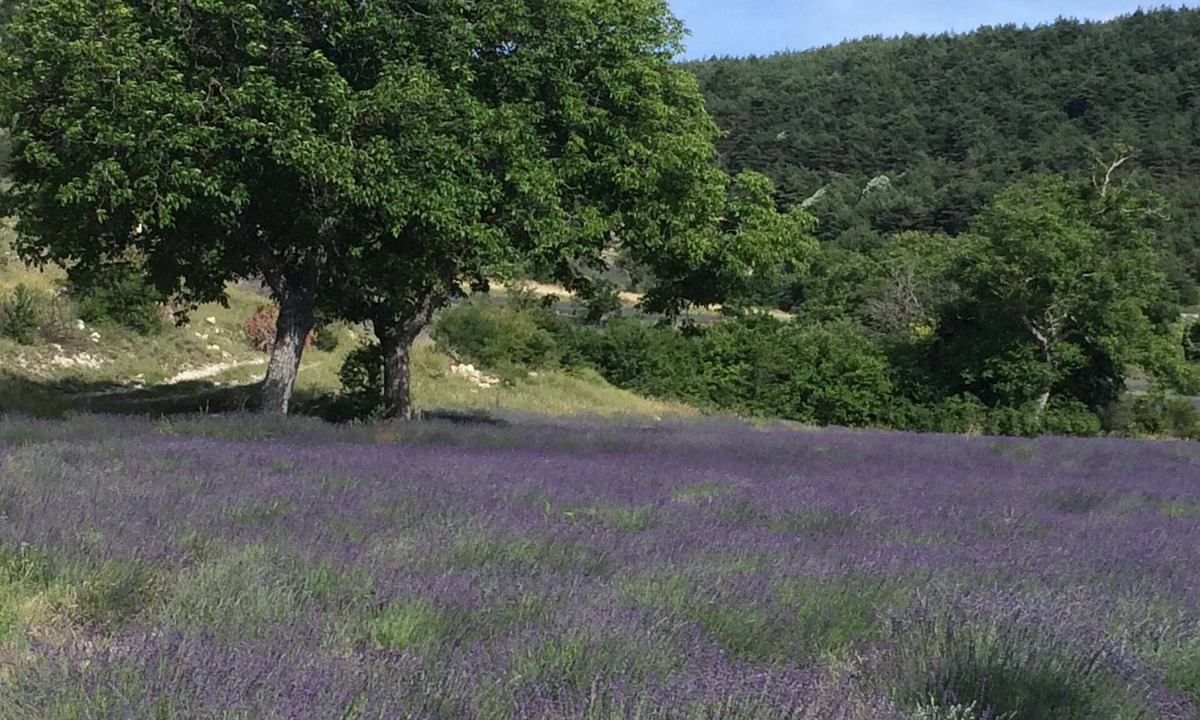 Mevouillon House | In the Lavender Country, in the Hamlet of Pelleret, 800 meters above sea level.