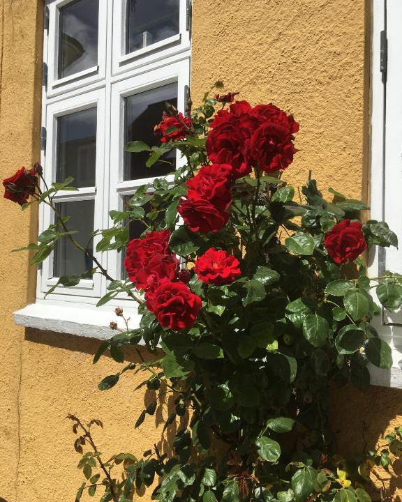 Middelfart Bed & Breakfast | Jan og Inges Bed & Breakfast