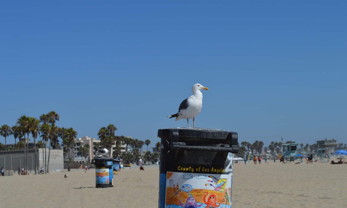 Marina del Rey Hotel | Jolly Roger Hotel