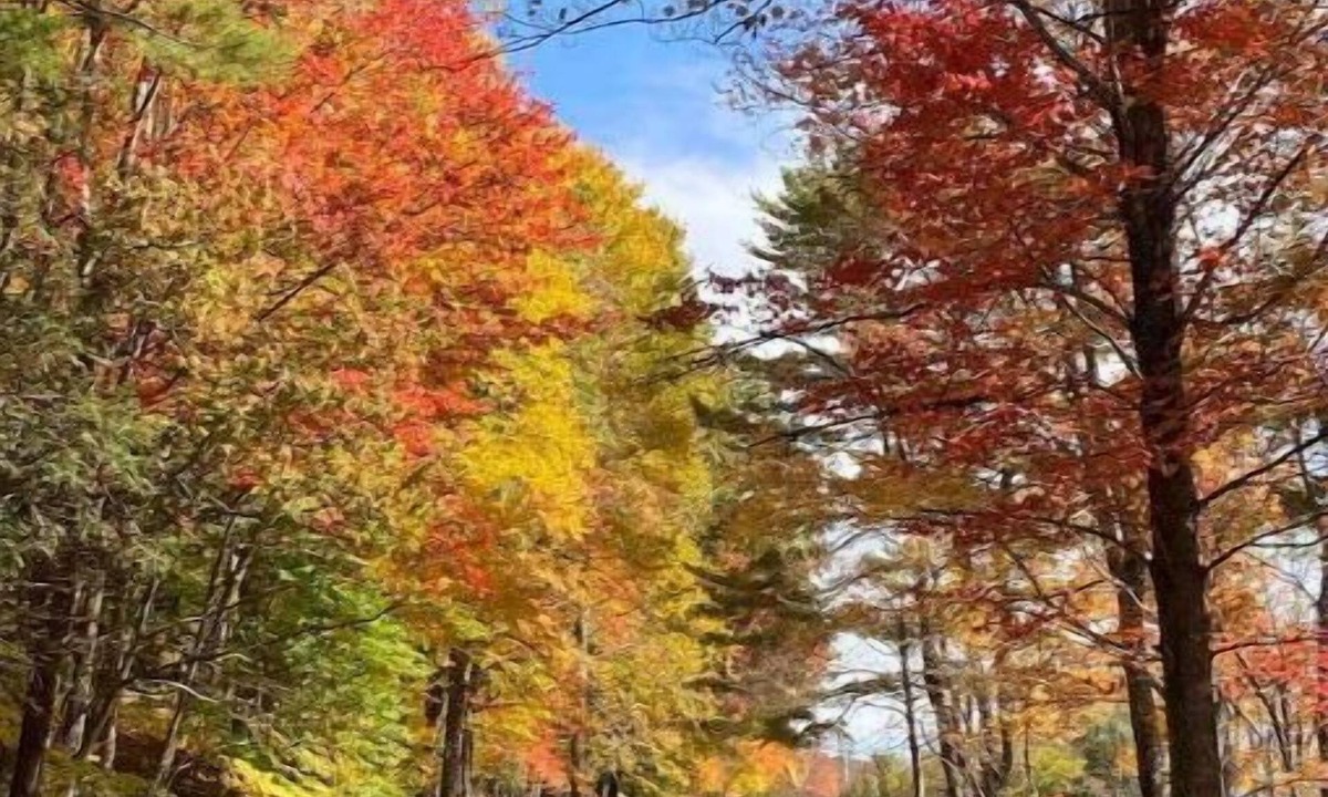 Oliverea House | Kitty Kabana Tiny House