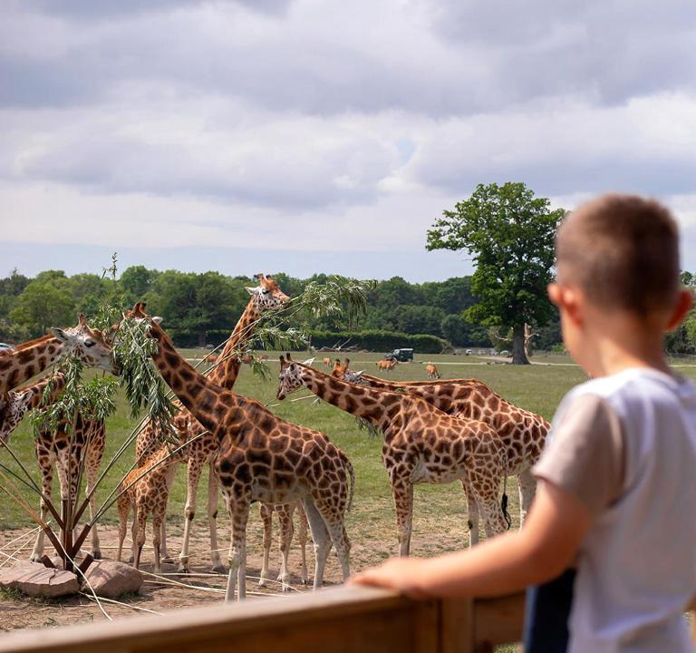 Bandholm Resort | Knuthenborg Safaripark
