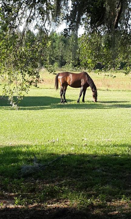 Live Oak House | Kokomo Farms