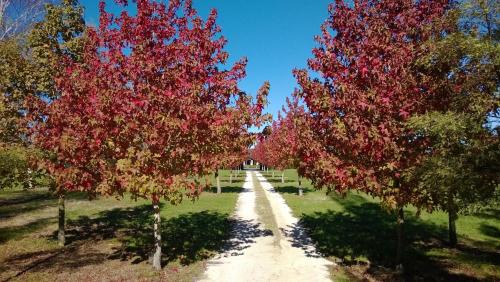 Tamahere Bed & Breakfast | Korbaylen Estate